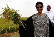 Celebra ONU mujeres avance histórico en paridad de género de Congreso mexicano