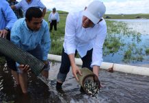 Dos millones de alevines de Tilapia para el municipio de Elota