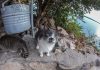 Gatos en el faro, problema de salud pública: Ecología