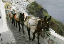 «Turistas gordos» ya no podrán pasearse en burros
