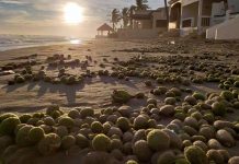 Las extrañas bolas verdes halladas en playas de Huatabampo