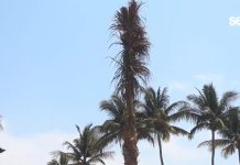 Palmeras del Malecón de Mazatlán Ya No Son Noticia