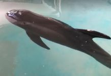 Rehabilitan a “Esperanza”, una Cría de Delfín en Acuario Mazatlán