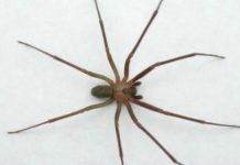 ¡Cuidado con las arañas en el frío!