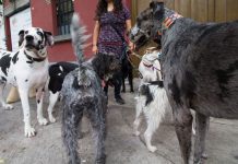 Suprema Corte avala aplicación del IVA a comida para mascotas