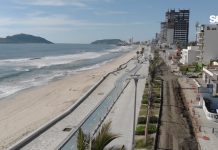 Revisarán hasta a las palmeras del Malecón