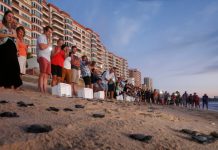 Cautiva a turistas nacionales y extranjeros liberación de tortugas