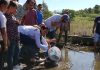 Un millón de alevines a pescadores de El Rosario