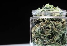 Cofepris libera primer paquete de 38 productos con cannabis