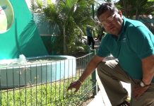 Garantizan sustentabilidad de las especies en peceras las mejoras hechas en Acuario