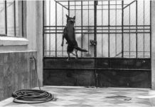 Proponen a ‘El Borras’ para Oscar a «mejor lomito de reparto»