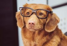 Perrita guía y su dueña se gradúan con honores de la UNAM