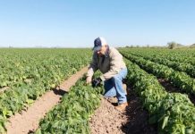Bajas temperaturas causan daños en los cultivos de Sinaloa
