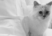 Choupette, la ‘gatita malcriada’ que heredará los millones de Karl Lagerfeld