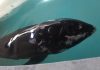 Muere delfín ‘Esperanza’ rescatada en Acuario?