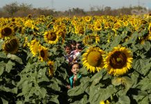 Ven a conocer los grande girasoles que tiene Mocorito, Pueblo Mágico
