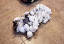 Conoce la historia de Fluffy, la gata que se congeló y revivió