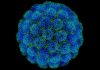 Investigadores mexicanos desarrollan cura para el Virus del Papiloma Humano