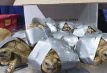 Hallan más de mil 500 tortugas dentro de equipaje en Filipinas