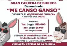 Van 25 burros inscritos para carrera “me canso ganso” en Culiacán