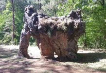 Familia regia vandaliza la ‘Piedra del Elefante’ en Tamaulipas