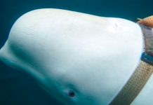 Encuentran a ballena en costa noruega con ajustado arnés