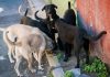 Propone diputada de Morena eliminar perros callejeros por molestos y riesgosos