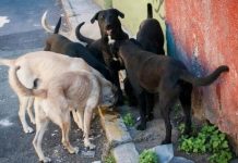 Propone diputada de Morena eliminar perros callejeros por molestos y riesgosos