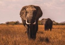 Elefante mata a cazador furtivo y leones se comen sus restos