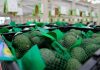 Cierre de la frontera mexicana afectará la exportación del aguacate un 40%