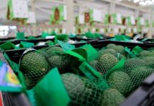 Cierre de la frontera mexicana afectará la exportación del aguacate un 40%