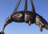 Encuentran 22 kilos de plástico en estómago de ballena en Italia