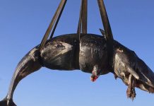 Encuentran 22 kilos de plástico en estómago de ballena en Italia