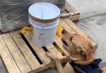 19 kilos de éxtasis disfrazados de miel de abeja son asegurados en Yucatán