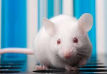 Científicos logran por primera vez desaparecer el cáncer de páncreas en ratones
