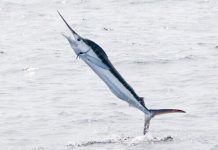 Establecen volumen de captura de marlín blanco y azul en el Golfo de México y mar Caribe