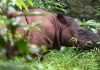 Muere el último macho de rinoceronte de Sumatra en Malasia