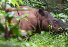 Muere el último macho de rinoceronte de Sumatra en Malasia