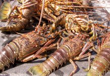 Establece la Sader período de veda de langostas azul, verde y roja en la costa occidental de la península de Baja California