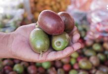 ¡¡¡Llegaron las Ciruelas Rojas, Amarillas y “Yoyomas”!!!