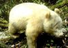 Captan por primera vez un panda gigante albino en China