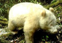 Captan por primera vez un panda gigante albino en China
