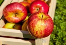 México también quita a EU aranceles a manzanas, papas…