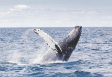 VIDEO: Pierde celular en el mar e increíble ballena se lo devuelve