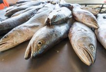 Busca Gobierno de México crear un modelo de trazabilidad de productos pesqueros y acuícolas