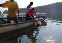 Un millón de alevines a la presa Adolfo López Mateos “El Varejonal”