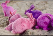 Bad Bunny criticado por usar conejos pintados en su video ‘Ni bien ni mal’