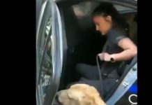 VIDEO: Arrestan a dueña de perros pues uno de ellos se metió a una fuente