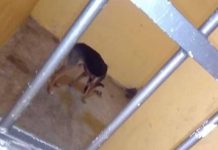 Encarcelan a perro en Oaxaca por morder a una persona