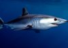 Entra en vigor veda a la pesca de tiburones y rayas en los litorales nacionales